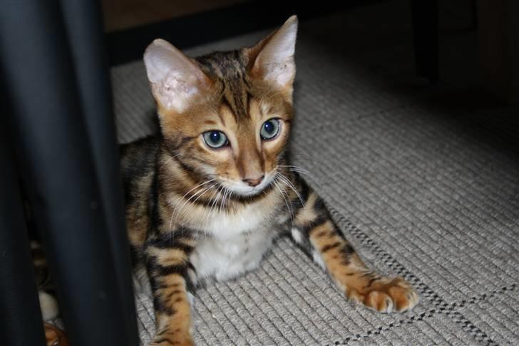 Bengal Nando billede 9