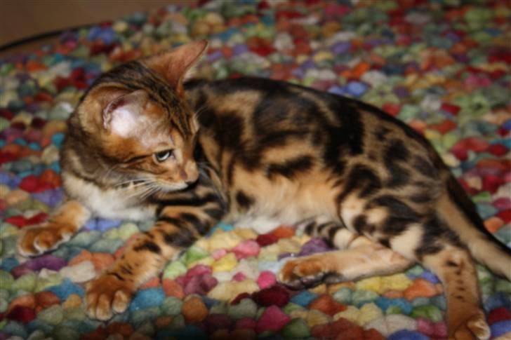 Bengal Nando billede 11