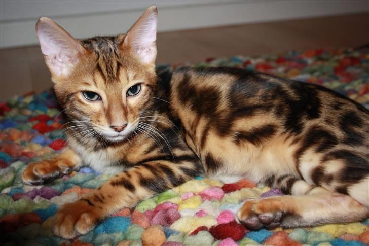 Bengal Nando billede 12