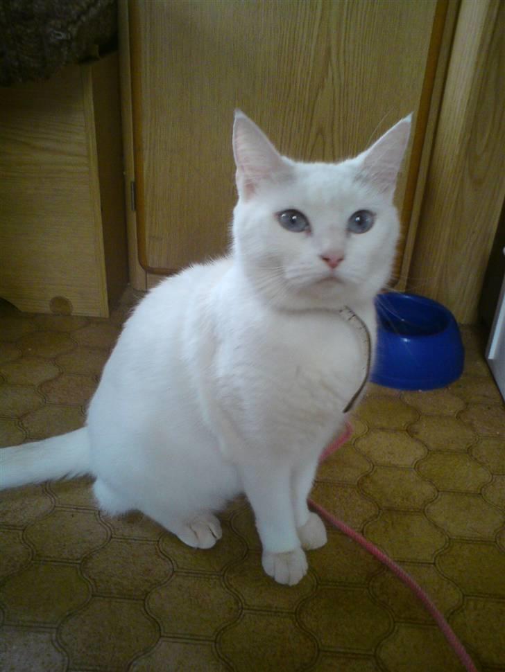 Blanding af racer Trunte - Trunte på Camping.(: billede 1