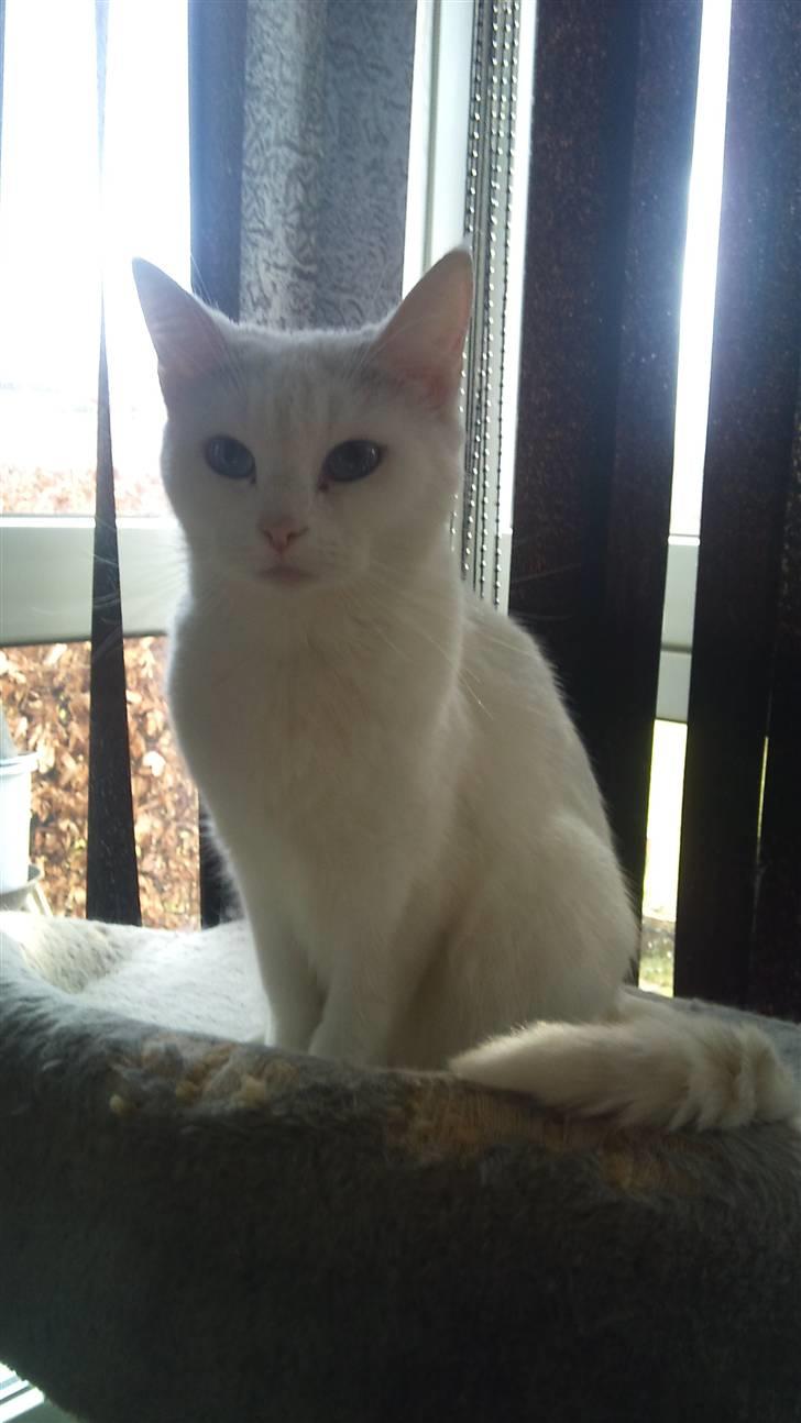 Blanding af racer Trunte - Trunte. (: billede 2