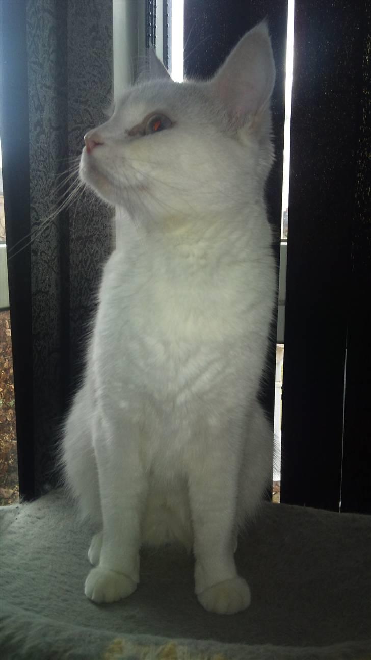 Blanding af racer Trunte - Trunte. (: billede 3