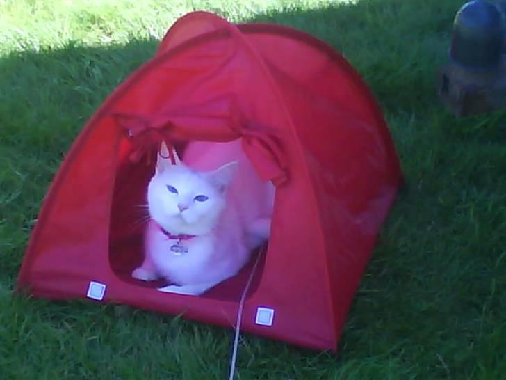 Blanding af racer Trunte - På camping i sit kitty-cat-campingtelt. (: billede 4