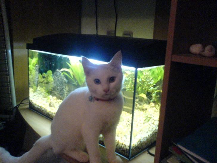 Blanding af racer Trunte - Kan også godt lide at kigge på fiskene. (: ( ca. 10 uger) billede 5