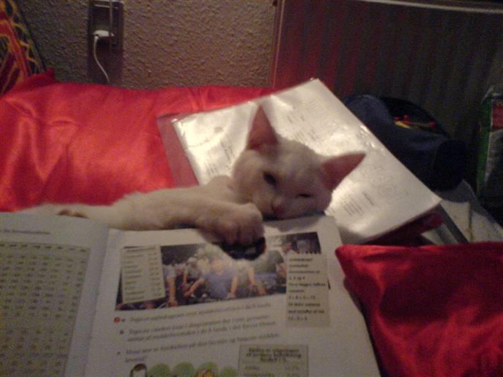 Blanding af racer Trunte - Og med matematik. (; ( ca. 10 uger) billede 6