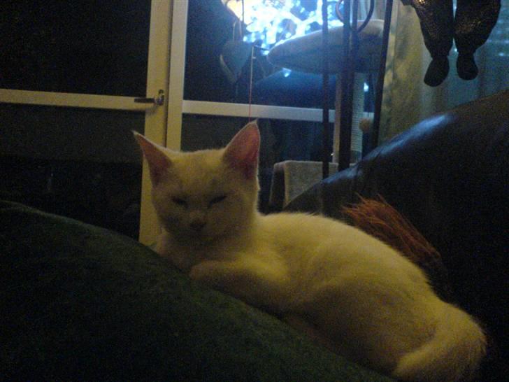 Blanding af racer Trunte - Træt efter en hård dag med masser af leg. ( ca. 8 uger) billede 7