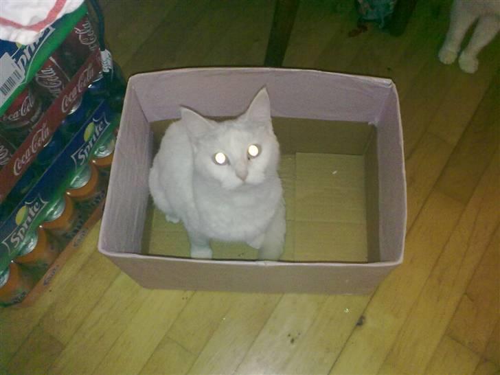 Blanding af racer Trunte - "Hej mor". (: billede 8