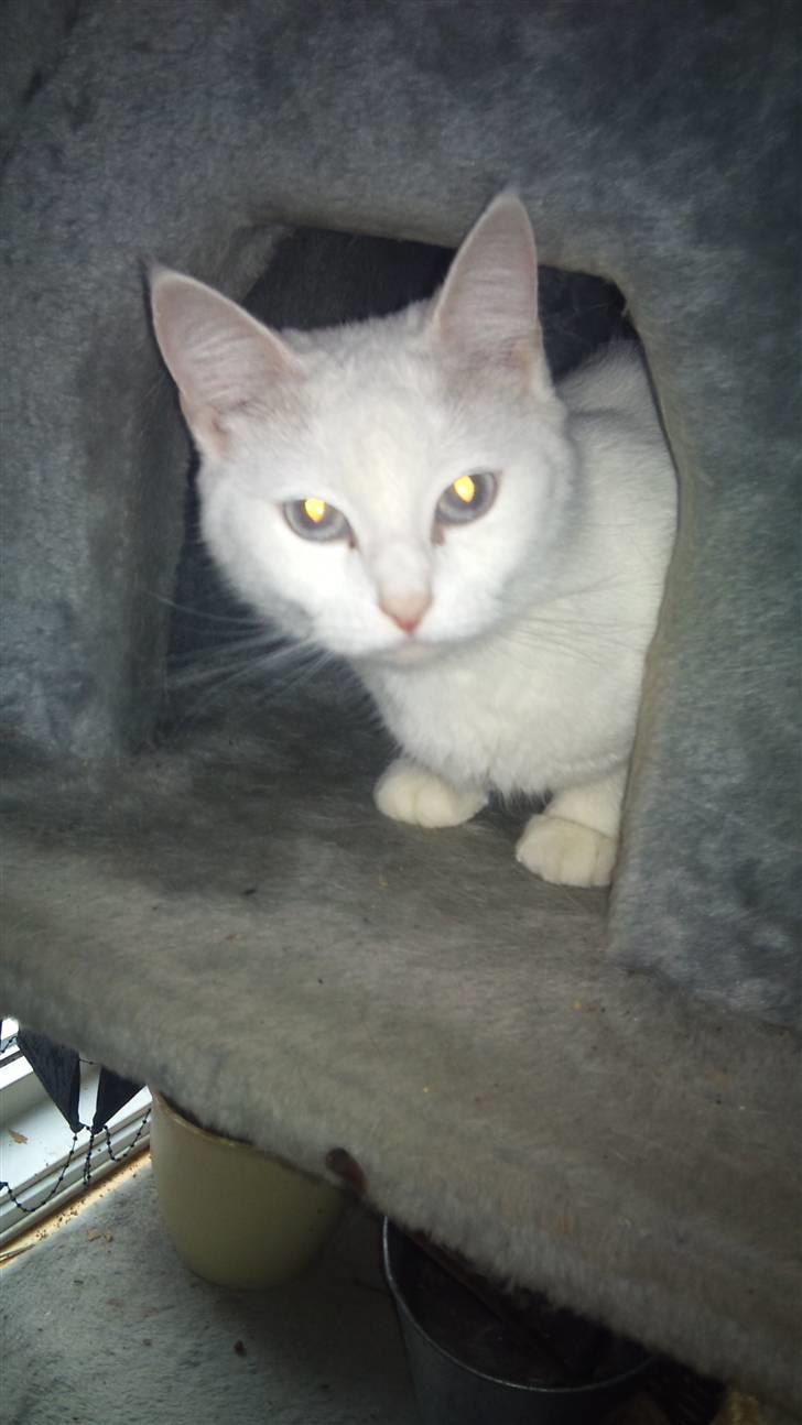 Blanding af racer Trunte - gå vææææk. ö billede 9