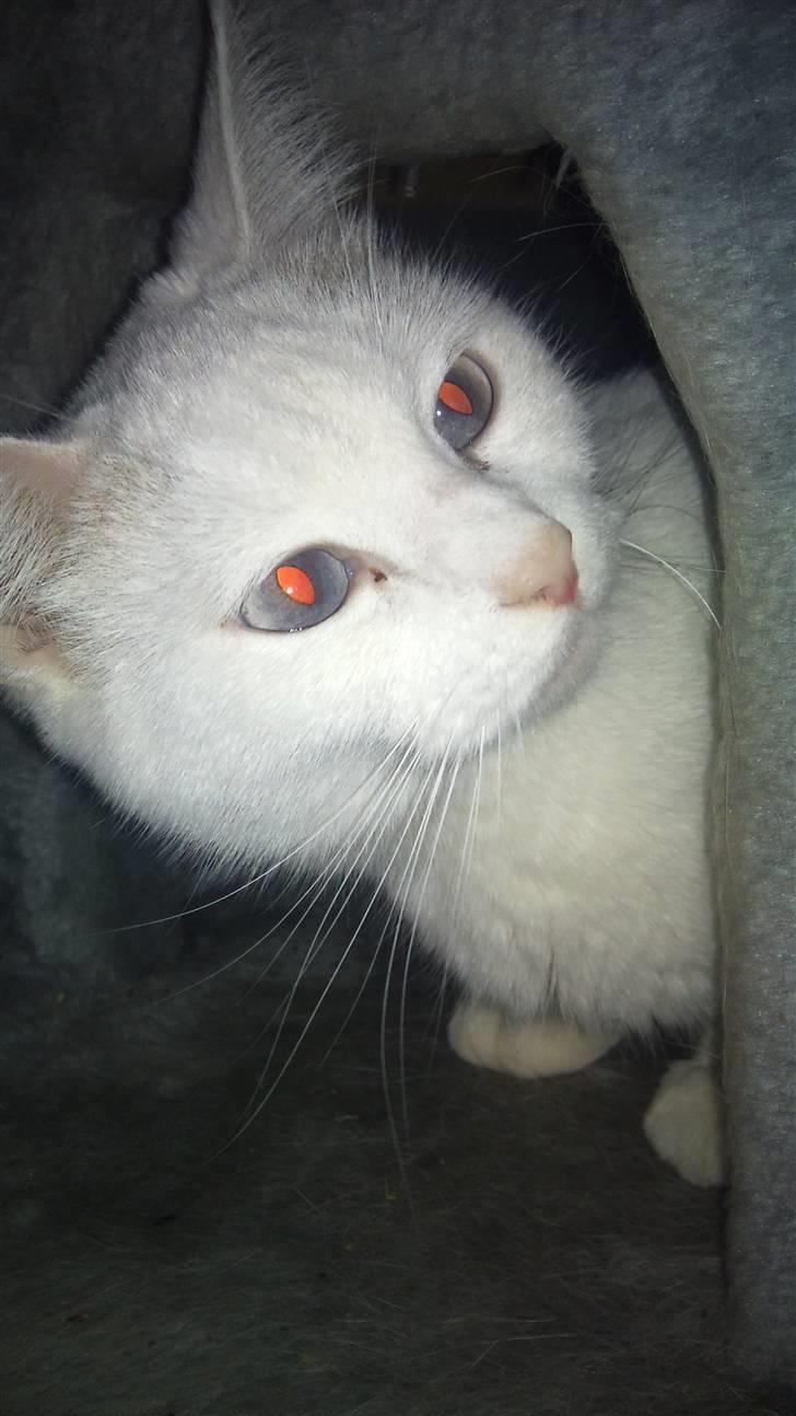 Blanding af racer Trunte - Kuk kuk? :) billede 10