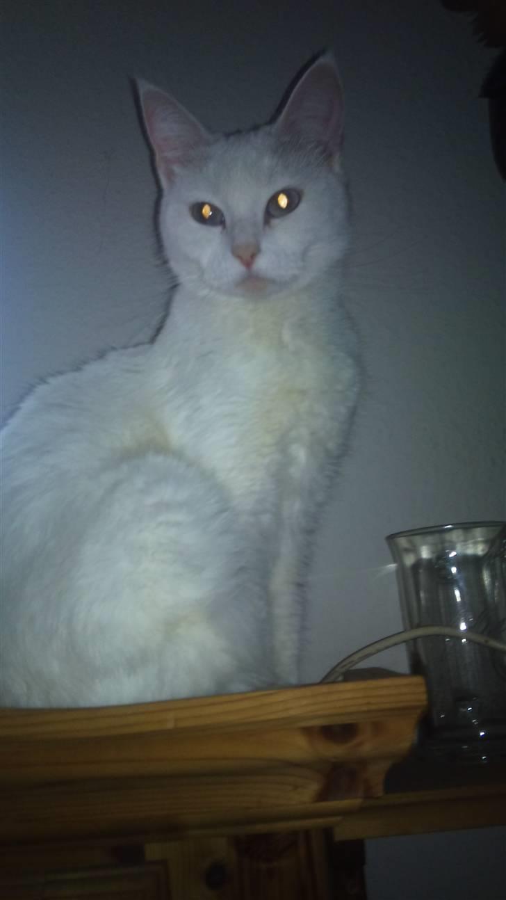 Blanding af racer Trunte - Så kom hun op på skabet. (: billede 11