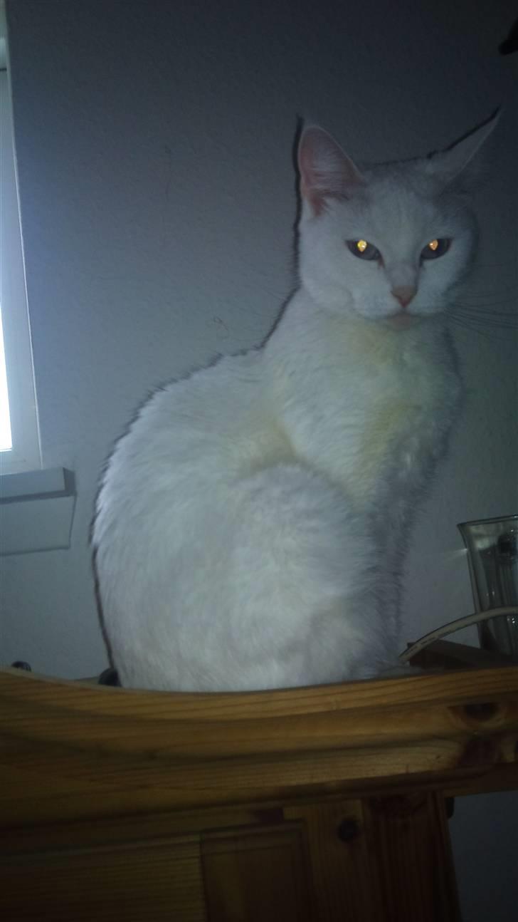 Blanding af racer Trunte - "lad være, blitzen er træls. :( " :) billede 12