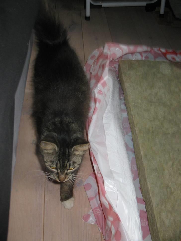 Blanding af racer kiara billede 2