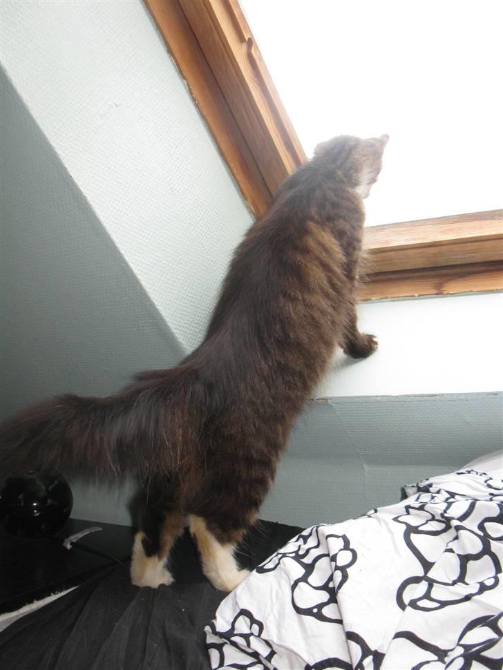 Blanding af racer kiara billede 3