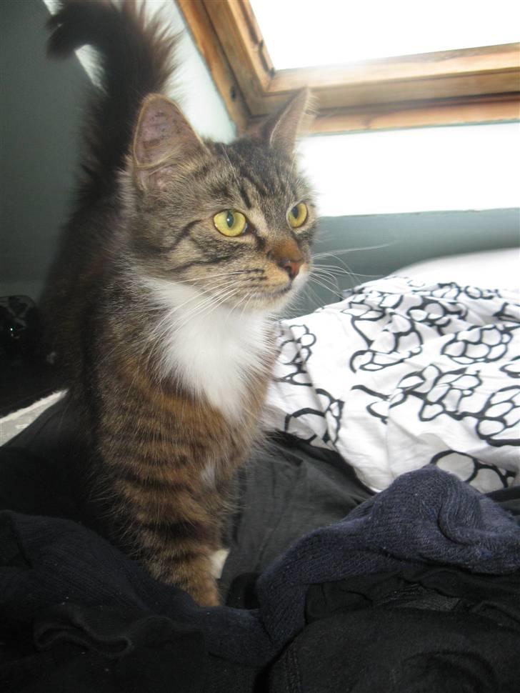 Blanding af racer kiara billede 4