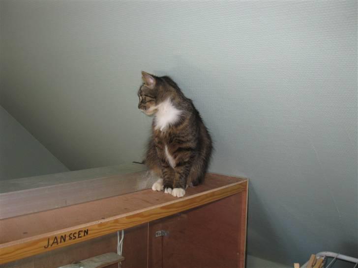 Blanding af racer kiara billede 5