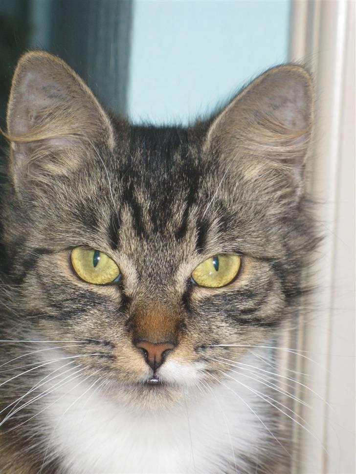 Blanding af racer kiara billede 6