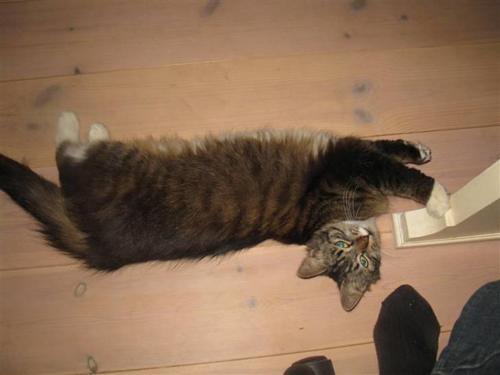 Blanding af racer kiara billede 7