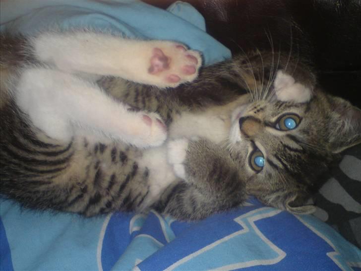 Blanding af racer Bodeval billede 1