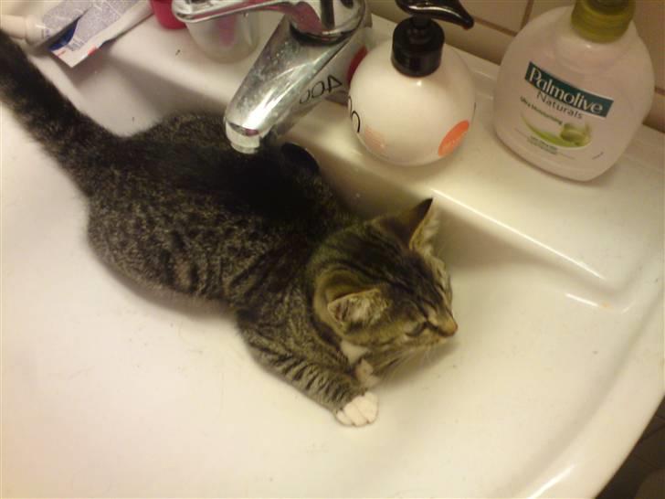 Blanding af racer Bodeval billede 2