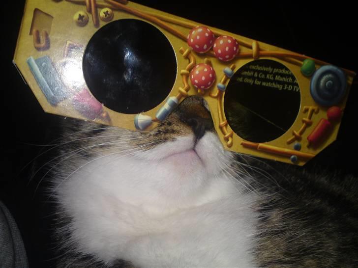 Blanding af racer Bodeval billede 3