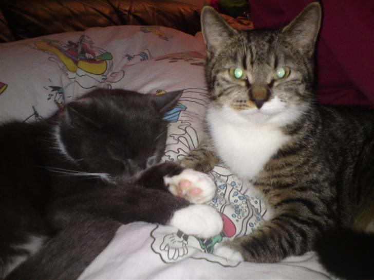 Blanding af racer Bodeval billede 4