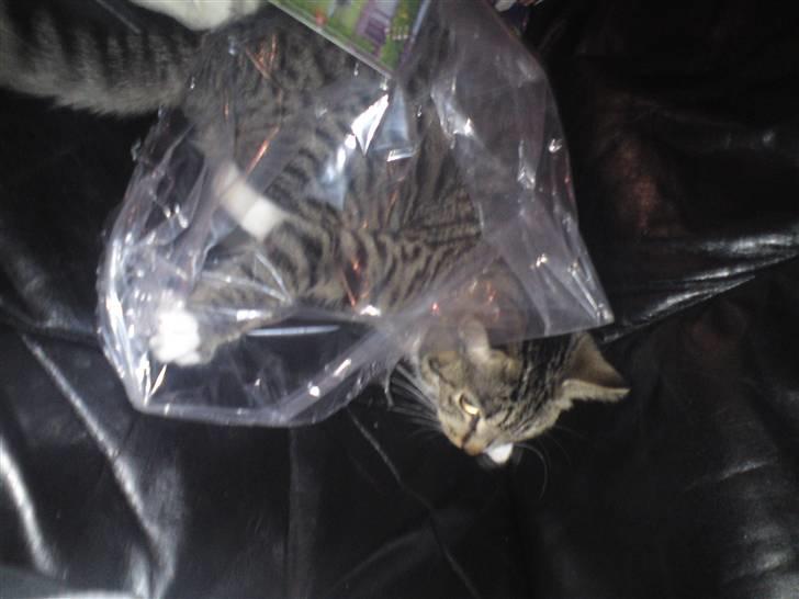 Blanding af racer Bodeval billede 5