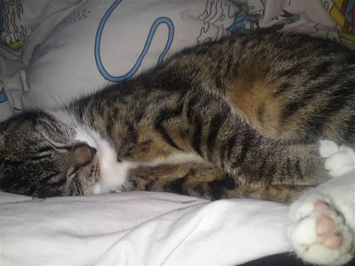 Blanding af racer Bodeval billede 6