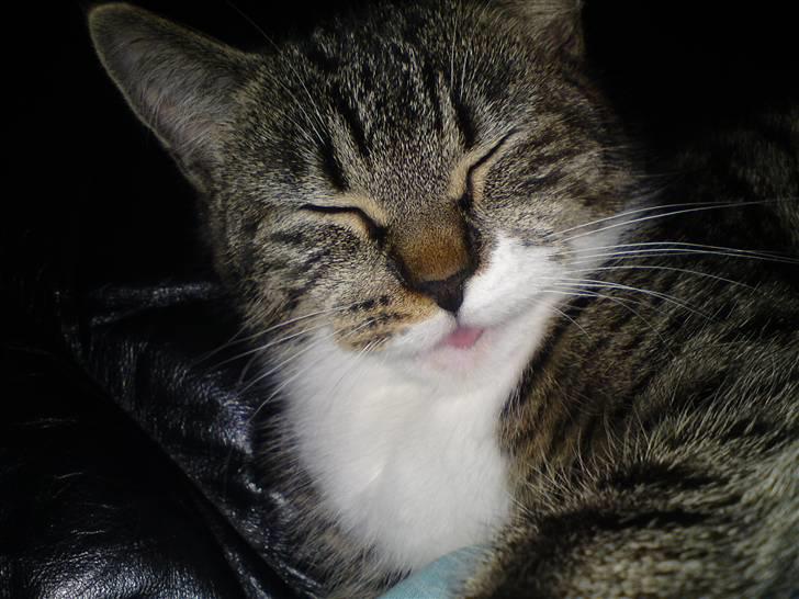 Blanding af racer Bodeval billede 7