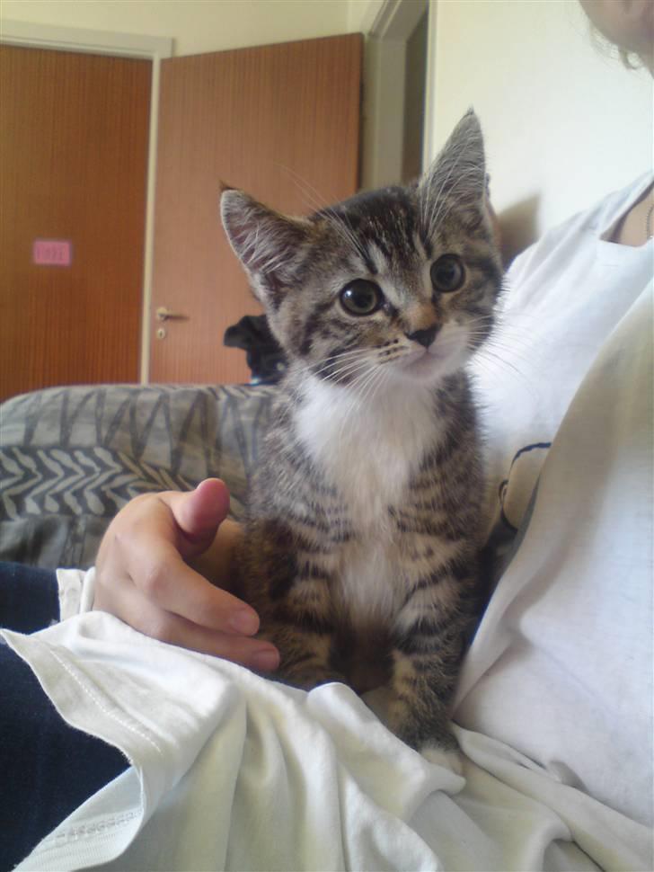 Blanding af racer Bodeval billede 8