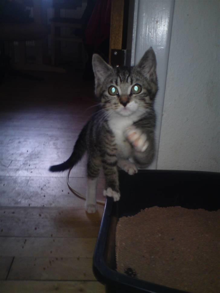 Blanding af racer Bodeval billede 9