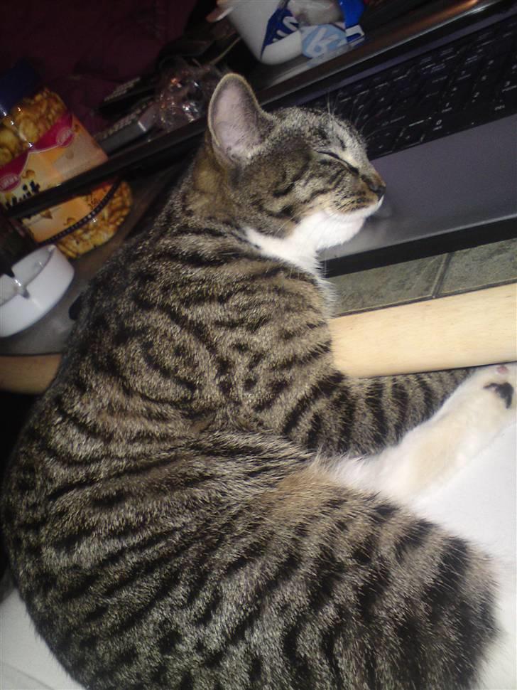 Blanding af racer Bodeval billede 10