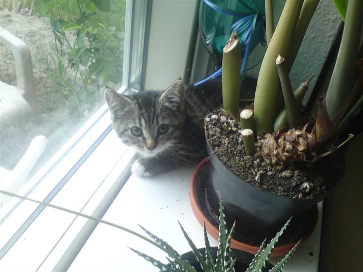 Blanding af racer Bodeval billede 11