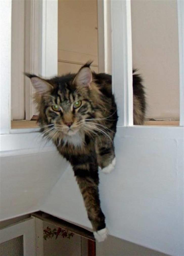 Maine Coon Oliver (Oli)  billede 14