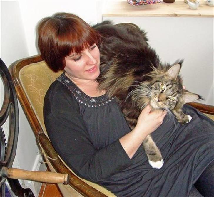 Maine Coon Oliver (Oli)  billede 15