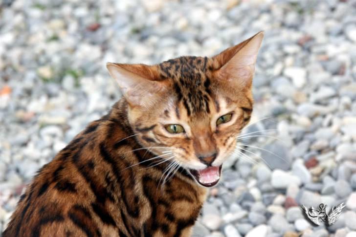 Bengal Fabulous Legend billede 16