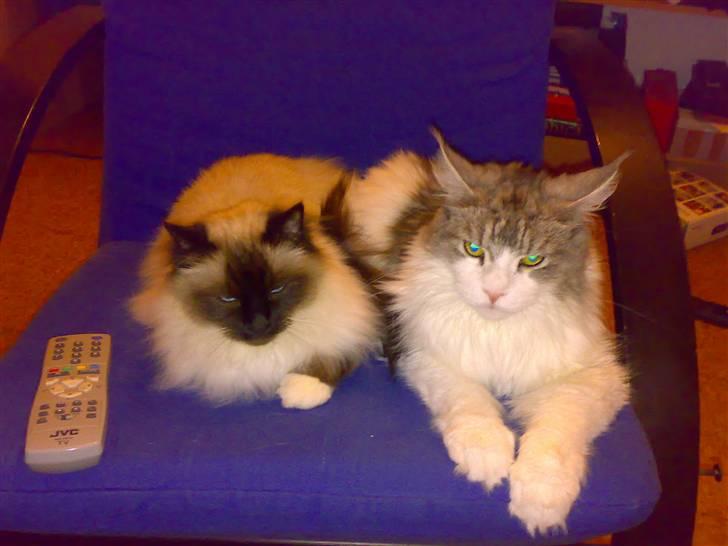 Hellig Birma Sofies Don Pingo - Pingo og hans bedste buddy som desværre ikke er hos os mere. R.I.P. Calleskat - vi elsker dig for evigt. billede 2