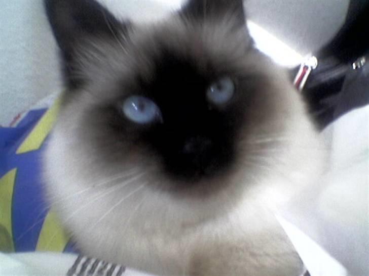 Hellig Birma Sofies Don Pingo billede 3