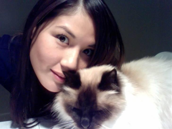 Hellig Birma Sofies Don Pingo - Pingo og hans moaar billede 4