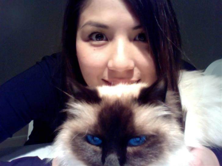 Hellig Birma Sofies Don Pingo - Fjollehoveder! billede 5