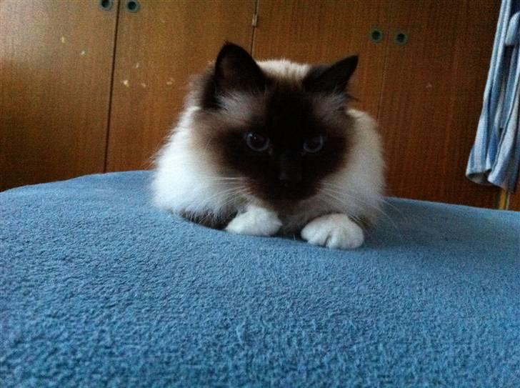 Hellig Birma Sofies Don Pingo billede 6