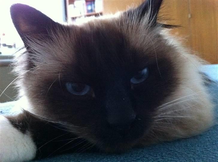 Hellig Birma Sofies Don Pingo billede 7