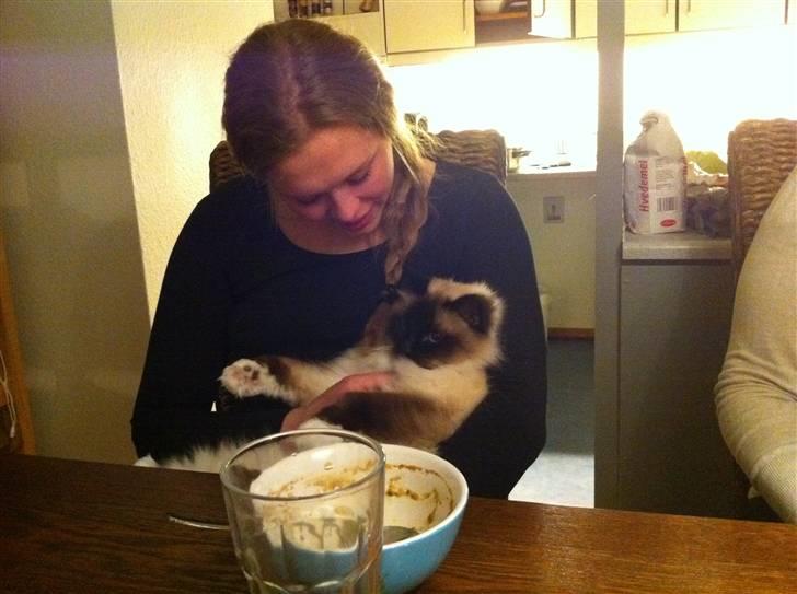 Hellig Birma Sofies Don Pingo - Eeeelsker gæster! billede 8