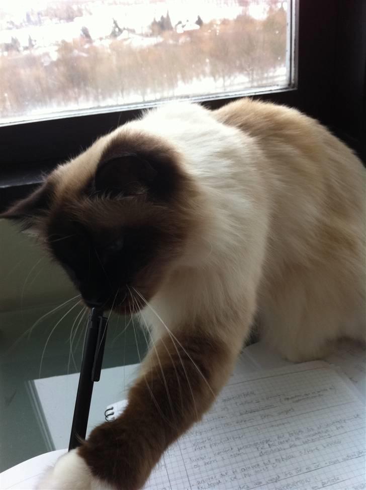 Hellig Birma Sofies Don Pingo - Hjælper mor med lektier! billede 9