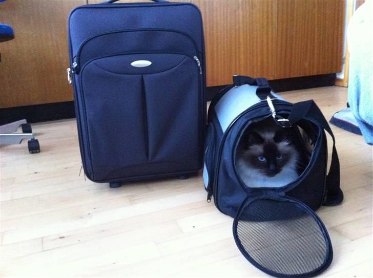 Hellig Birma Sofies Don Pingo - Eeeeelsker at rejse :D billede 10