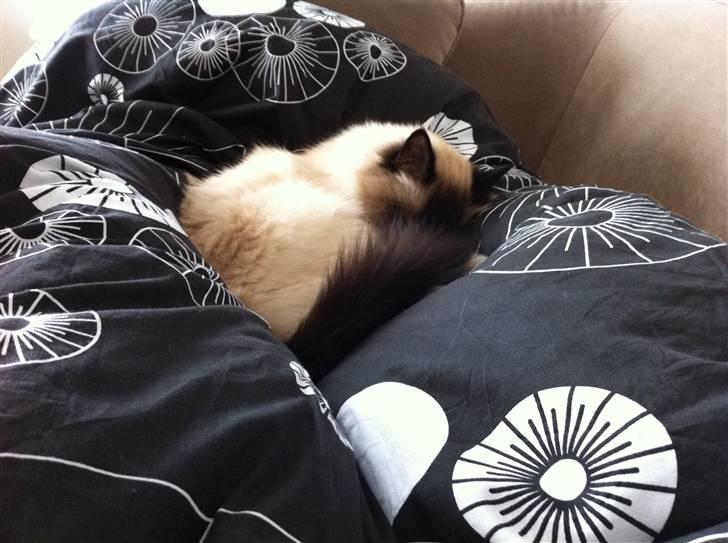 Hellig Birma Sofies Don Pingo - Puttetid! billede 11