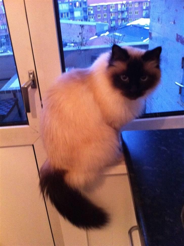 Hellig Birma Sofies Don Pingo billede 12