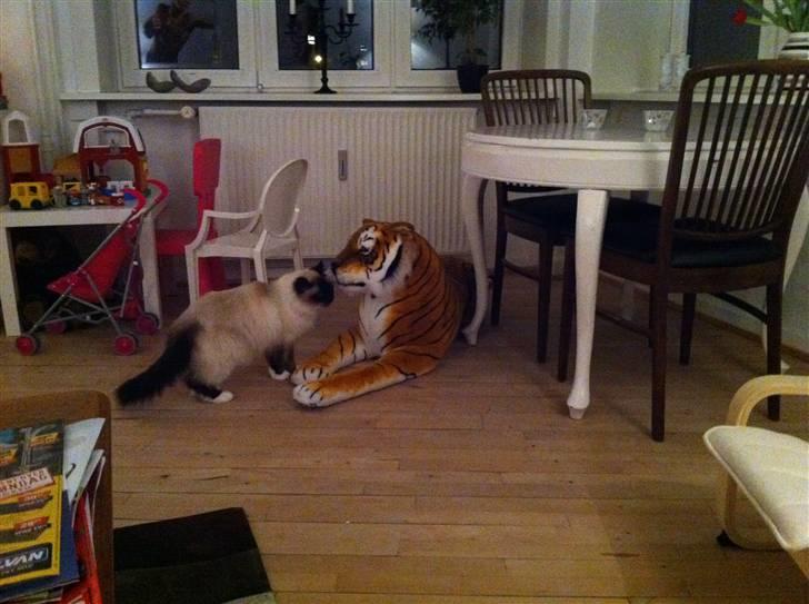 Hellig Birma Sofies Don Pingo - Pingo og hans kæreste! billede 13