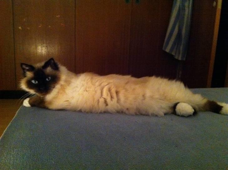 Hellig Birma Sofies Don Pingo billede 14