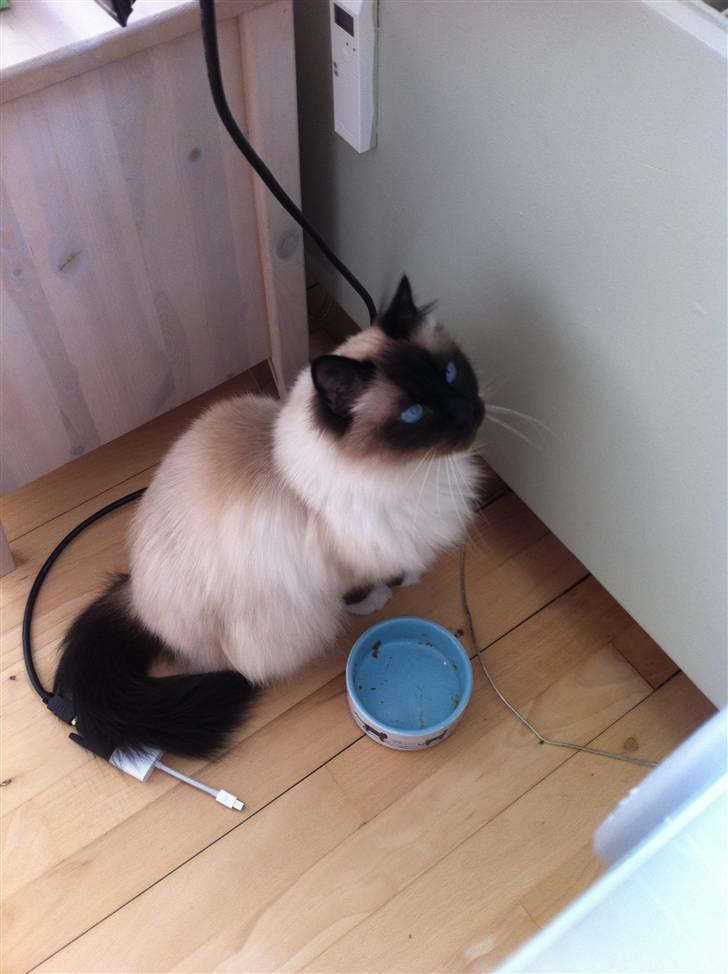 Hellig Birma Sofies Don Pingo billede 15