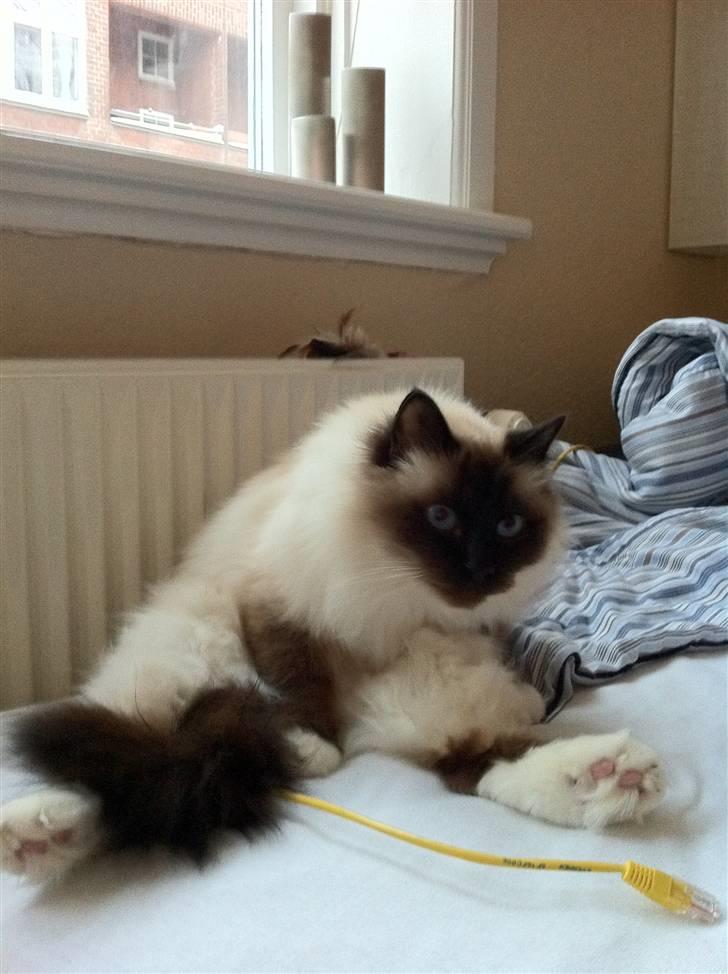 Hellig Birma Sofies Don Pingo - Hmmm..... Sidder mystisk! billede 16